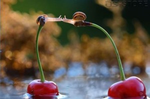 Two snails 1